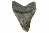 Fossil Megalodon Tooth - South Carolina #168059-1